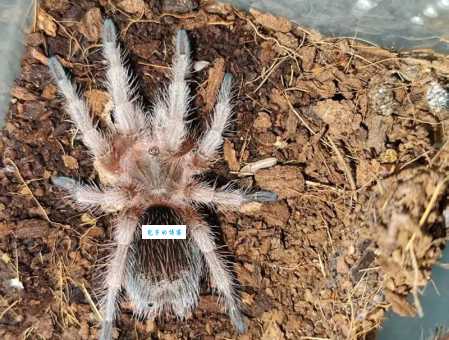 火玫瑰蜘蛛有毒吗？专家告诉你真相和安全指南！