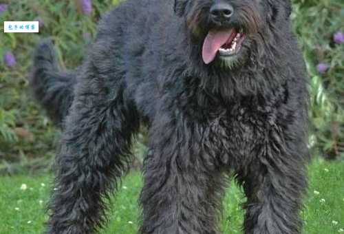 法兰德斯牧牛犬掉毛厉害吗？日常打理有妙招！