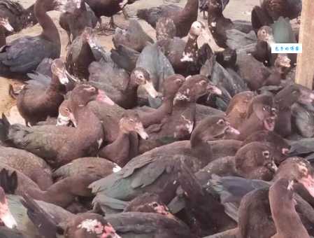 黑海番鸭养殖要注意啥？避坑指南让你少走弯路！