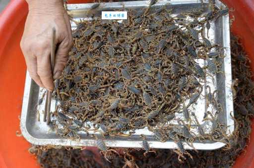 养蝎子骗局怎么避免？专家教你擦亮眼睛不被骗！