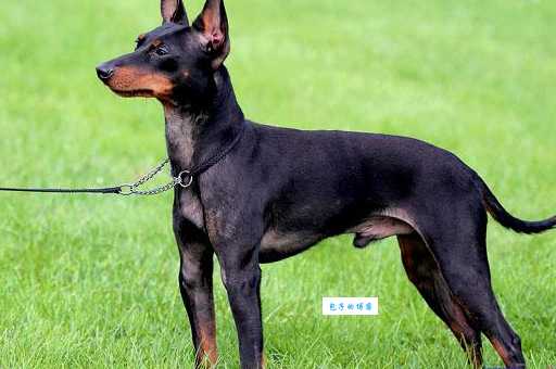 曼彻斯特梗好养吗?新手喂养前必看攻略!