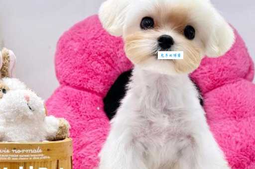 曼彻斯特梗好养吗？新手喂养前必看攻略！