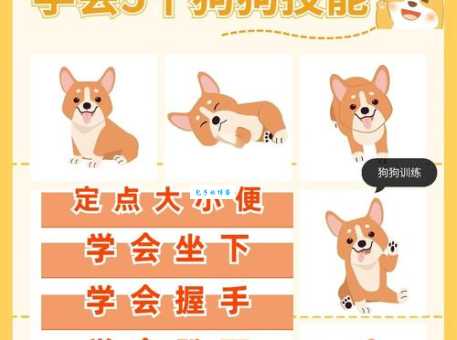 新手如何训练狼狗？掌握这几点轻松搞定不头疼！