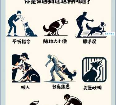 新手如何训练狼狗？掌握这几点轻松搞定不头疼！