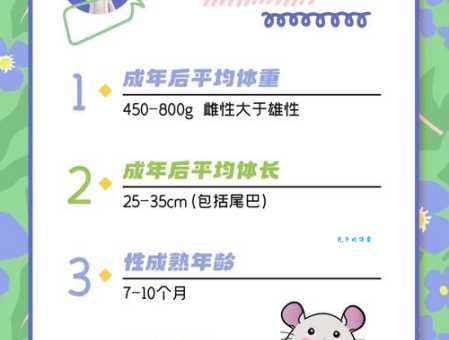 宠物龙猫怎么养？新手入门必看这几点！