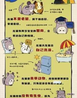 宠物龙猫怎么养?新手入门必看这几点!