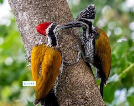 保护大金背啄木鸟，我们能做些什么？