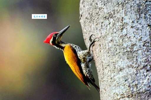 保护大金背啄木鸟，我们能做些什么？