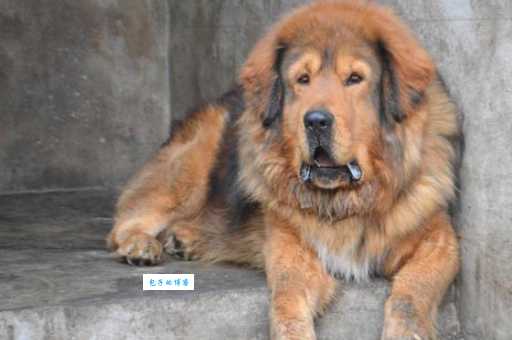 藏獒的饲养成本高不高?养它每月花费算给你看!