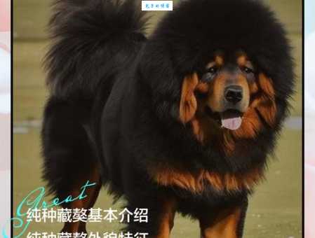 藏獒的饲养成本高不高？养它每月花费算给你看！