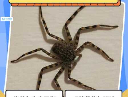 蜘蛛的致命弱点大盘点，让你不再惧怕这些生物！