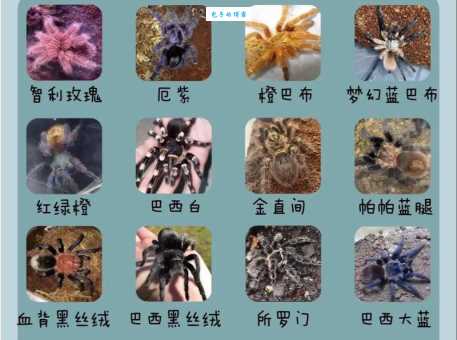 蜘蛛的致命弱点大盘点，让你不再惧怕这些生物！