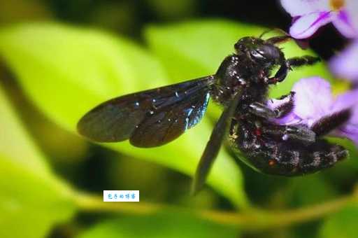 探究欧洲大属黑吊粗大的独特价值