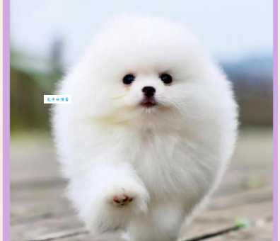 俊介是什么品种的狗？看看它到底有多可爱！