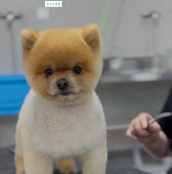 俊介是什么品种的狗？看看它到底有多可爱！