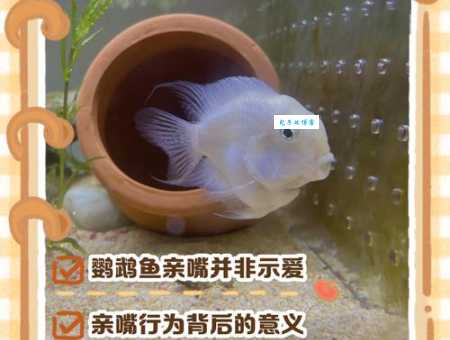 接吻鱼为什么接吻？专家揭秘背后真正原因。