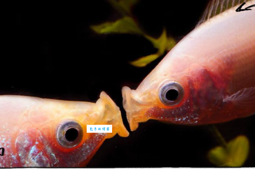 接吻鱼为什么接吻?专家揭秘背后真正原因。