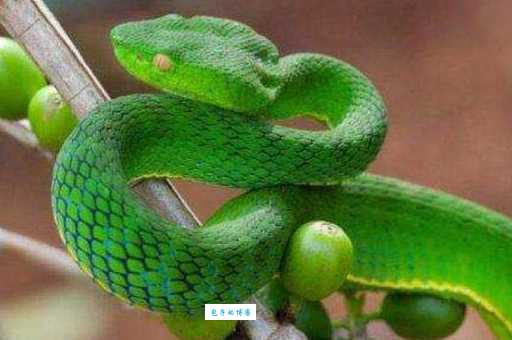 横斑锦蛇栖息在哪里?探秘它的野外家园!