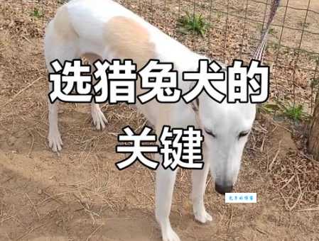 猎兔犬有哪些特点？它适合你养吗？