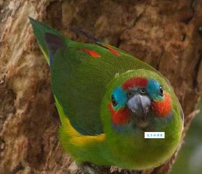 无花果鹦鹉特点有哪些？一文看懂它的魅力！