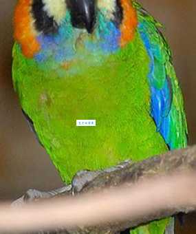 无花果鹦鹉特点有哪些？一文看懂它的魅力！