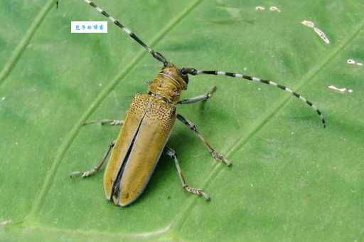 哪种昆虫的触角最长？盘点自然界的奇葩！