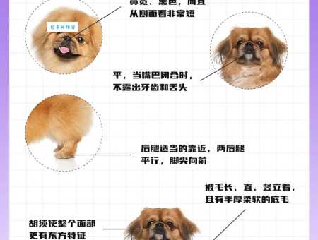 北京犬多少钱一只？这篇告诉你真实市场价！