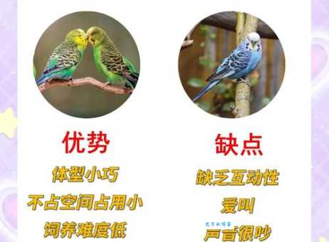 红翅鹦鹉怎么选健康？这几个特征你得知道！