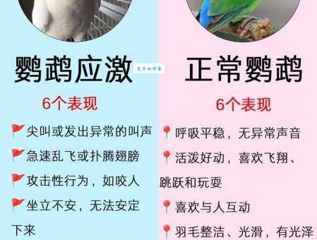 红翅鹦鹉怎么选健康？这几个特征你得知道！