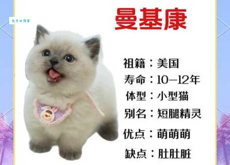 巴曼猫怎么养才健康？新手一看就会！