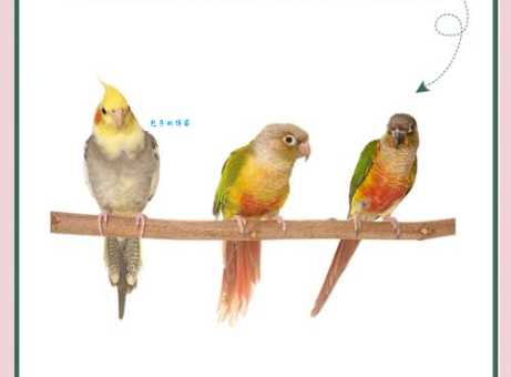 林肯港鹦鹉吃什么？这份食谱让它健康成长！