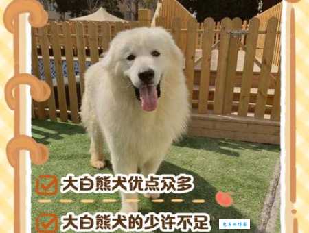 大白熊好养吗？养它之前这些问题你得知道！