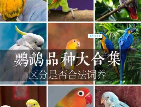 宠物鸟的种类有哪些？十大常见品种一览！
