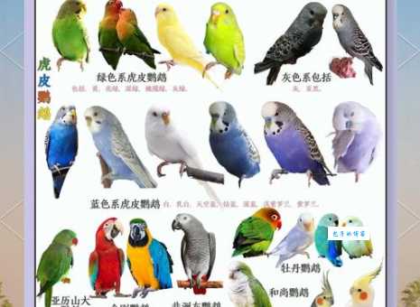 宠物鸟的种类有哪些？十大常见品种一览！