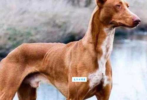 法老王猎犬怎么养？新手养犬攻略一看就懂！