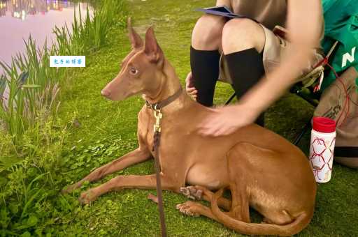 法老王猎犬怎么养？新手养犬攻略一看就懂！