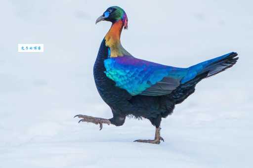 绿尾虹雉是保护动物吗？了解它的保护现状！