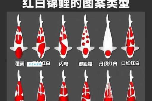 中国锦鲤为何爆火？现象级背后的原因分析！