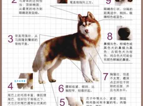 哈士奇不会叫是因为什么？看完这篇你就懂了！