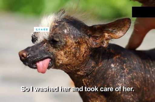 印加无毛犬：独特魅力何在？深入了解这种神秘犬种