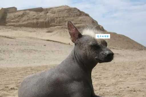 印加无毛犬：独特魅力何在？深入了解这种神秘犬种
