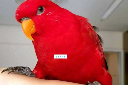 红色吸蜜鹦鹉怎么养？新手养殖必看指南！