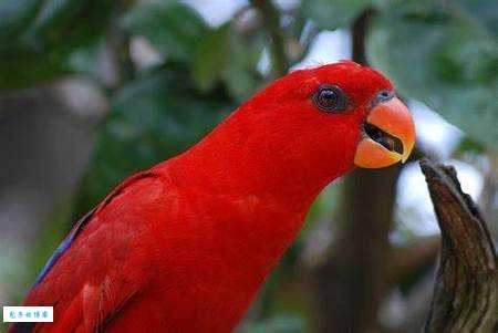 红色吸蜜鹦鹉怎么养?新手养殖必看指南!
