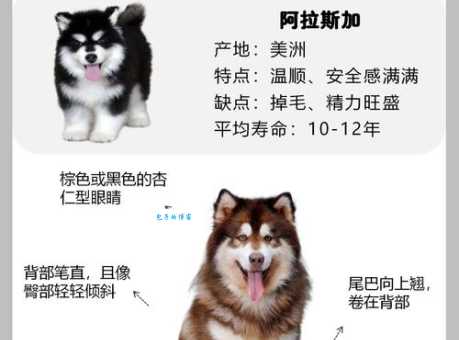 威斯拉犬适合家养吗？优点缺点一览无余！