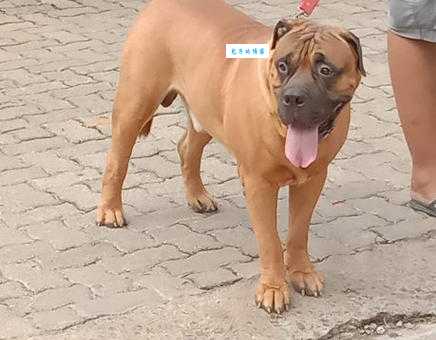 新西兰马耳他狗是什么品种？它的性格特点全解析！