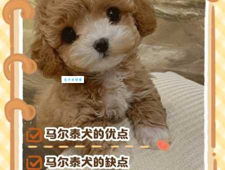 新西兰马耳他狗是什么品种?它的性格特点全解析!