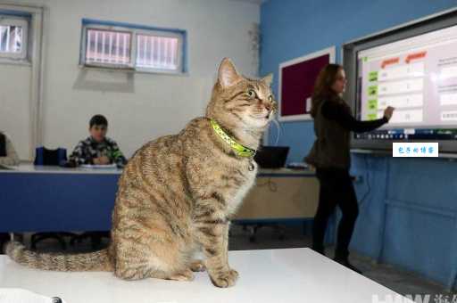 蹭课猫官网入口在哪？新手小白快速上手指南！