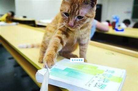 蹭课猫官网入口在哪？新手小白快速上手指南！