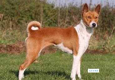 贝生吉犬怎么训练？几个小技巧让它更听话！