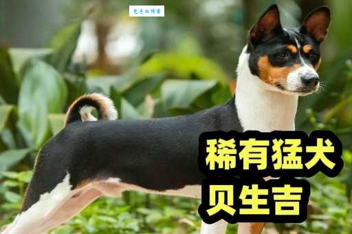 贝生吉犬怎么训练?几个小技巧让它更听话!